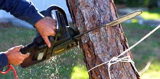 How Our Tree Care Process Works  in  Corinth, TX