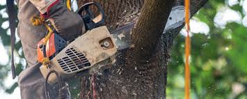Corinth, TX Tree Services Company