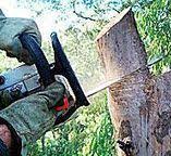 Best Tree Trimming and Pruning  in Corinth, TX