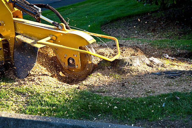 Best Tree Risk Assessment  in Corinth, TX
