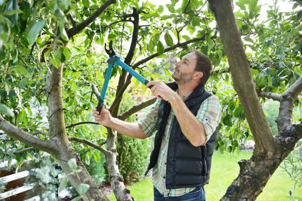 Best Tree and Shrub Care  in Corinth, TX